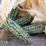 Oaxacan Green, Corn Seed - Packet (1 oz.) thumbnail number null